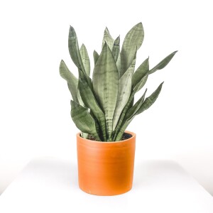 Sansevieria (Paşa Kılıcı) Moonshine Özel Tür Ruby Terra Cotta Saksılı 40-60 cm - Fidan Burada