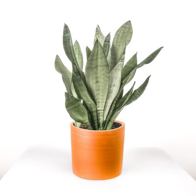 Sansevieria (Paşa Kılıcı) Moonshine Özel Tür Ruby Terra Cotta Saksılı 40-60 cm - 1