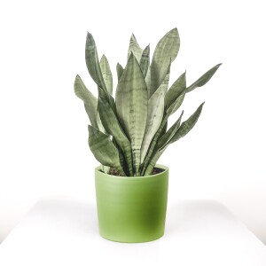 Sansevieria (Paşa Kılıcı) Moonshine Özel Tür Ruby Yeşil Saksılı 40-60 cm - Fidan Burada