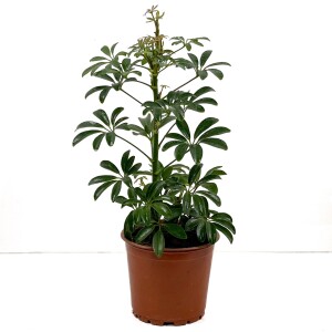 ŞEFLERA BİTKİSİ -Schefflera Arboricola - 40-60 cm - Fidan Burada