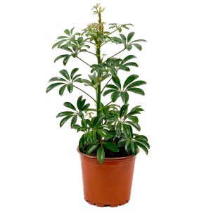 ŞEFLERA BİTKİSİ -Schefflera Arboricola - 40-60 cm - Fidan Burada