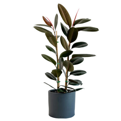 SİYAH KAUÇUK BİTKİSİ (Ficus Elastica Burgundy) 2 Gövdeli - Antrasit Ruby Saksılı 100-120Cm - 1