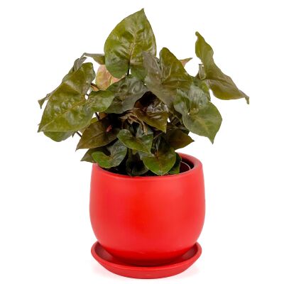 Siyah Melek Kanadı-Syngonium Podophyllum Butterfly Black - Curvy Kırmızı Saksılı - 1