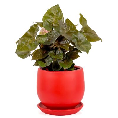 Siyah Melek Kanadı-Syngonium Podophyllum Butterfly Black - Curvy Kırmızı Saksılı - 2