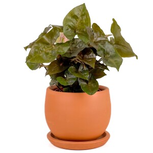 Siyah Melek Kanadı-Syngonium Podophyllum Butterfly Black - Curvy Terra Cotta Saksılı - 2