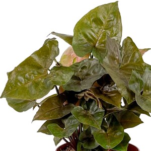 Siyah Melek Kanadı-Syngonium Podophyllum Butterfly Black - Curvy Terra Cotta Saksılı - 3