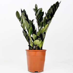 Siyah Zamia Bitkisi - Zamioculcas Raven 40-60 cm-İthal - Fidan Burada