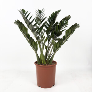 Siyah Zamia Bitkisi - Zamioculcas Raven 80-100 cm - İthal - Fidan Burada