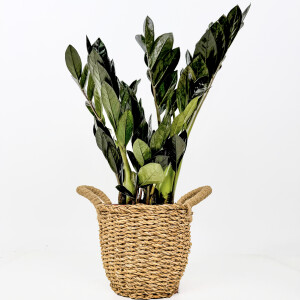 Siyah Zamia Bitkisi - Zamioculcas Raven Basic Hasır Saksılı 30-40 cm-İthal - Fidan Burada