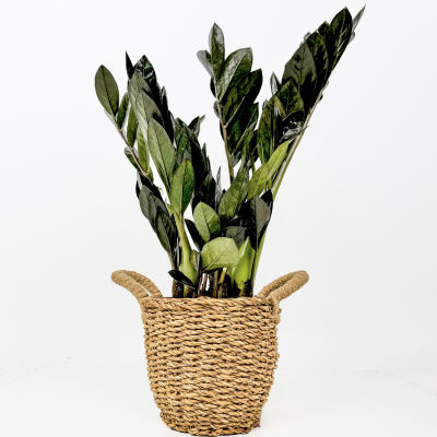 Siyah Zamia Bitkisi - Zamioculcas Raven Basic Hasır Saksılı 30-40 cm-İthal - 1