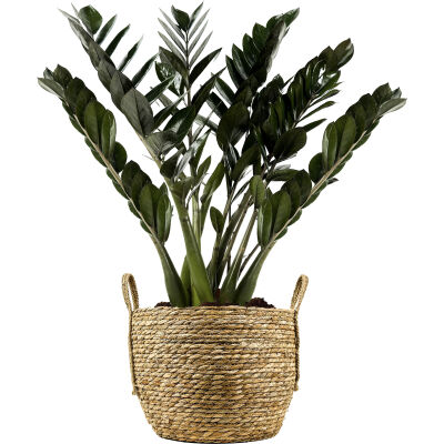 Siyah Zamia Bitkisi - Zamioculcas Raven Hasır Sepet Kulplu Saksılı - Medium - 1