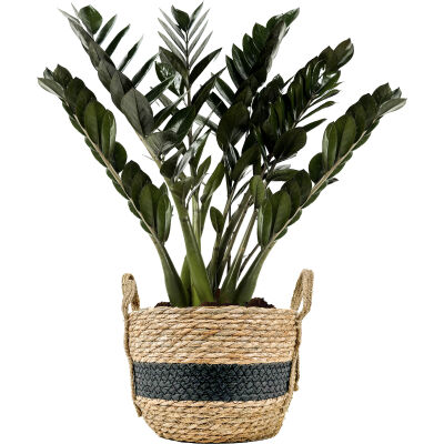 Siyah Zamia Bitkisi - Zamioculcas Raven Hasır Sepet Kulplu Saksılı - Siyah Şeritli - Medium - 1