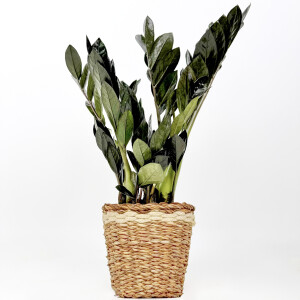 Siyah Zamia Bitkisi - Zamioculcas Raven Lanesse Beyaz Hasır Saksılı 30-40 cm-İthal - Fidan Burada