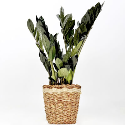 Siyah Zamia Bitkisi - Zamioculcas Raven Lanesse Beyaz Hasır Saksılı 30-40 cm-İthal - 1