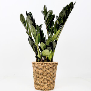 Siyah Zamia Bitkisi - Zamioculcas Raven Lanesse Düz Hasır Saksılı 30-40 cm-İthal - Fidan Burada