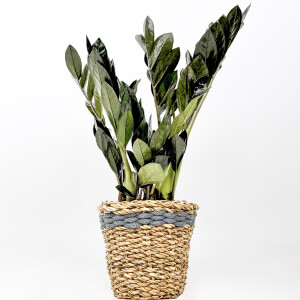 Siyah Zamia Bitkisi - Zamioculcas Raven Lanesse Gri Hasır Saksılı 30-40 cm-İthal - Fidan Burada