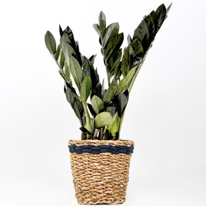 Siyah Zamia Bitkisi - Zamioculcas Raven Lanesse Siyah Hasır Saksılı 30-40 cm-İthal - Fidan Burada