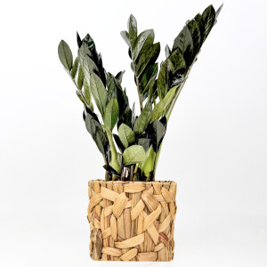 Siyah Zamia Bitkisi - Zamioculcas Raven Rolyn Hasır Saksılı 30-40 cm-İthal - Fidan Burada