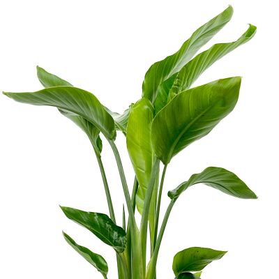 Starliçe Nicolai (Strelitzia nicolai) - Ruby Mint Yeşili Saksılı 100-120cm - 2