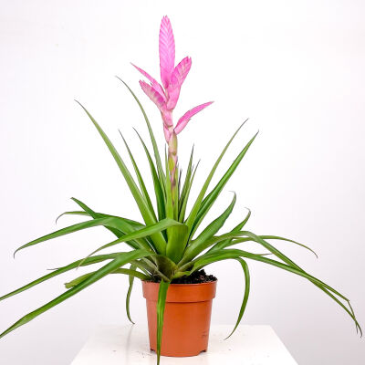 Tillandsia Andreas - 1