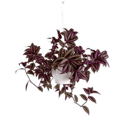 Tradescantia Zebrina Silver Plus Telgraf Çiçeği Askılı Saksıda - 1