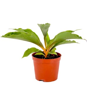 Turuncu Kurdele Çiçeği - Chlorophytum Princess Mabel 30-40 cm - Fidan Burada