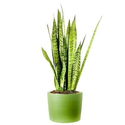 Yeşil Paşa Kılıcı-Sansevieria Zeylanica Ruby Yeşil Saksılı XL-70-90 Cm - 1