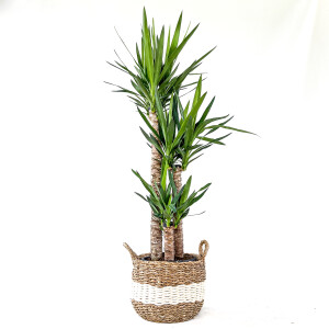 Yuka 3 Gövdeli Yucca Massengena 110-130 Cm Beyaz Şeritli Hasır Saksılı - Fidan Burada