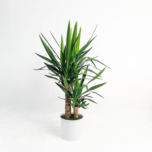 YUKA BİTKİSİ (Yucca Massengena) 2 Gövdeli 70-90 Cm Dekoratif Saksılı - 1