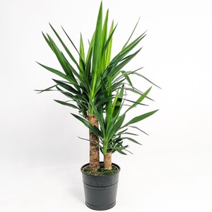 YUKA BİTKİSİ (Yucca Massengena) 2 Gövdeli 70-90 Cm Dekoratif Saksılı - 2