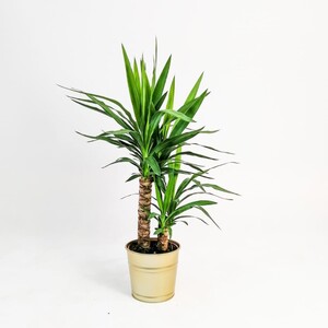 YUKA BİTKİSİ (Yucca Massengena) 2 Gövdeli 70-90 Cm Dekoratif Saksılı - Fidan Burada