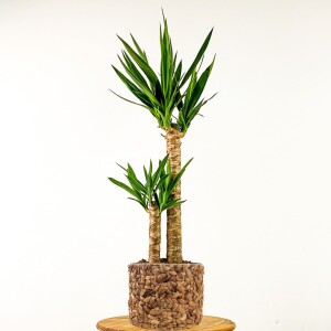 YUKA BİTKİSİ (Yucca Massengena) 2 Gövdeli Rolyn Hasır Saksılı 120-140 cm - Fidan Burada