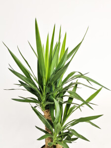 YUKA BİTKİSİ (Yucca Massengena) 2 Gövdeli Rolyn Hasır Saksılı 120-140 cm - 2