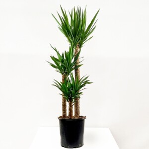 YUKA BİTKİSİ (Yucca Massengena) 3 Gövdeli 120-140 cm - Fidan Burada