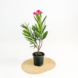 Zakkum Çiçeği - Nerium Oleander - 2