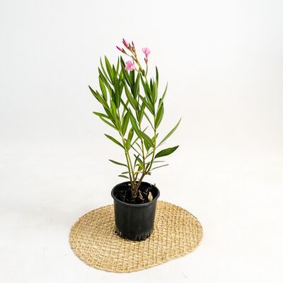 Zakkum Çiçeği - Nerium Oleander - 1