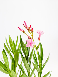 Zakkum Çiçeği - Nerium Oleander - 5