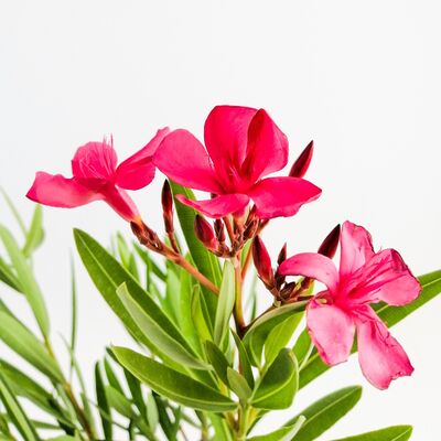 Zakkum Çiçeği - Nerium Oleander - 4