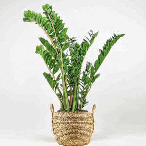 Zamia Bitkisi - Zamia Zamioculcas Hasır Sepet Kulplu Saksılı - Medium - Fidan Burada