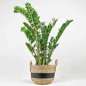 Zamia Bitkisi - Zamia Zamioculcas Hasır Sepet Kulplu Saksılı - Siyah Şeritli - Medium - Fidan Burada