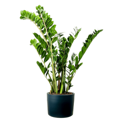 Zamia Bitkisi - Zamioculcas Ruby Antrasit Saksılı 80-100 cm - 1