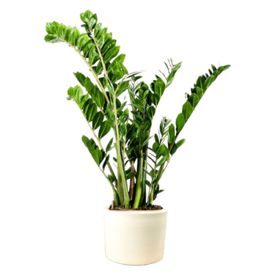 Zamia Bitkisi - Zamioculcas Ruby Beyaz Saksılı 80-100 cm - 1