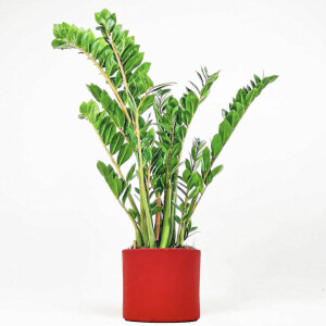 Zamia Bitkisi - Zamioculcas Ruby Kırmızı Saksılı 80-100 cm - Fidan Burada