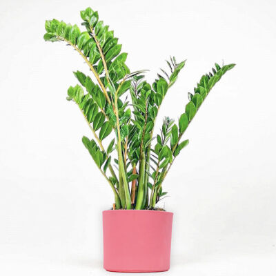 Zamia Bitkisi - Zamioculcas Ruby Pembe Saksılı 80-100 cm - 1